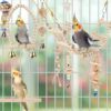 61Rodflf2IL._AC_SL1001_ Bird Parrot Swing Toys