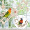 61zGoKa3-xL._AC_SL1001_ Bird Parrot Swing Toys
